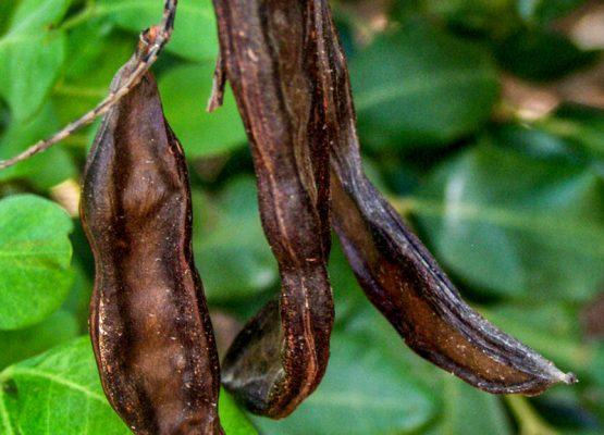 Üreticilere harup için destek primi ödendi